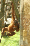 Foto: Orangutan