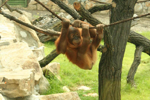 Foto: Orangutan