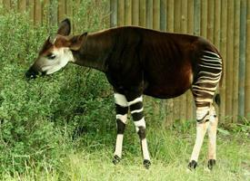 Foto: Okapi