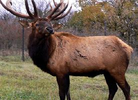 Foto: Wapiti