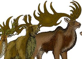 Foto: Megaloceros giganteus