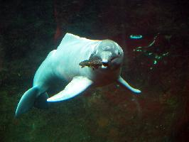 Foto: Delfínovec amazonský