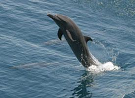 Foto: Delfín pobřežní