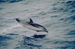 Foto: Delfín pruhovaný