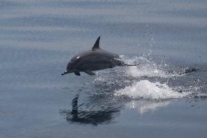 Foto: Delfín dlouholebý