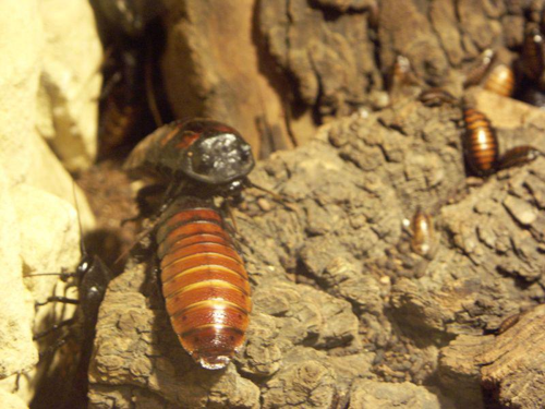 Foto: Šváb madagaskarský