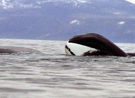 Foto: Velryba grónská