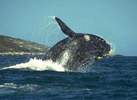 Foto: Velryba černá