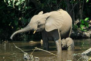 Foto: Slon pralesní