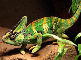 Foto: Chameleon