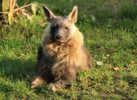 Foto: Hyena