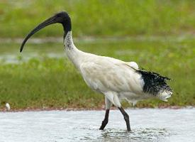 Foto: Ibis