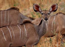 Foto: Kudu
