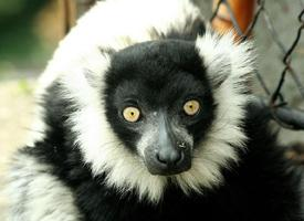 Foto: Lemur vari