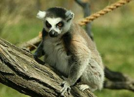 Foto: Lemur kata