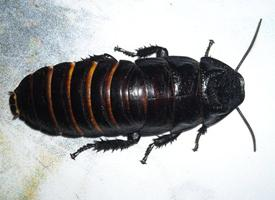 Foto: Šváb madagaskarský
