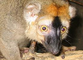 Foto: Lemur bělohlavý