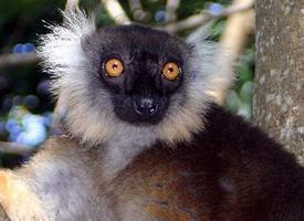 Foto: Lemur tmavý