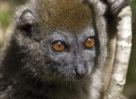Foto: Lemur šedý