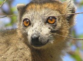 Foto: Lemur korunkatý