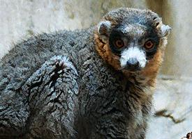 Foto: Lemur mongoz