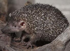 Foto: Bodlín ježkovitý