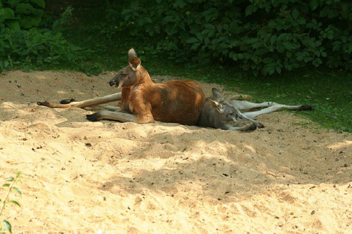 Foto: Klokan rudý