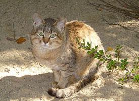 Foto: Kočka arabská