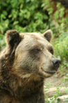 Foto: Medvěd hnědý
