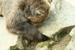 Foto: Medvěd hnědý