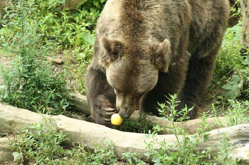 Foto: Medvěd hnědý