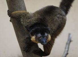 Foto: Lemur límcový