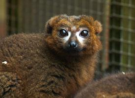 Foto: Lemur rudobřichý