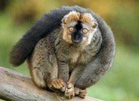 Foto: Lemur rudočelý