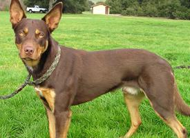 Foto: Australská kelpie