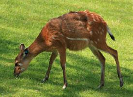 Foto: Sitatunga západoafrická