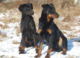 Foto: Beauceron