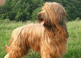 Foto: Briard