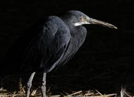 Foto: Volavka pobřežní