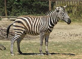 Foto: Zebra chapmanova