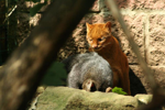 Foto: Jaguarundi