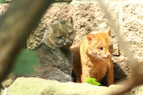 Foto: Jaguarundi