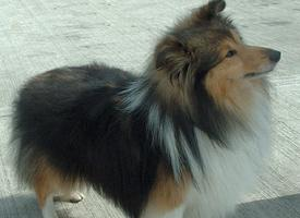 Foto: Sheltie