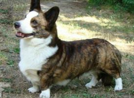 Foto: Welsh corgi cardigan