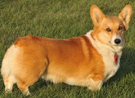 Foto: Welsh corgi pembroke