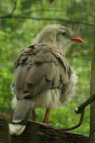 Foto: Seriema rudozobá