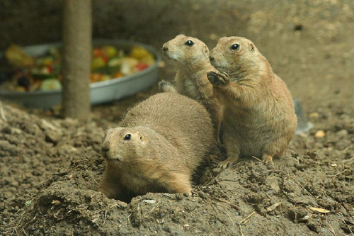 Foto: Psoun prériový