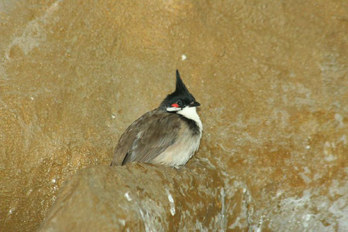 Foto: Bulbul červenouchý