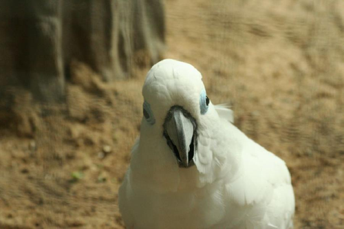 Foto: Kakadu brýlový