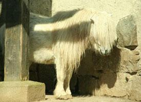 Foto: Shetlandský pony